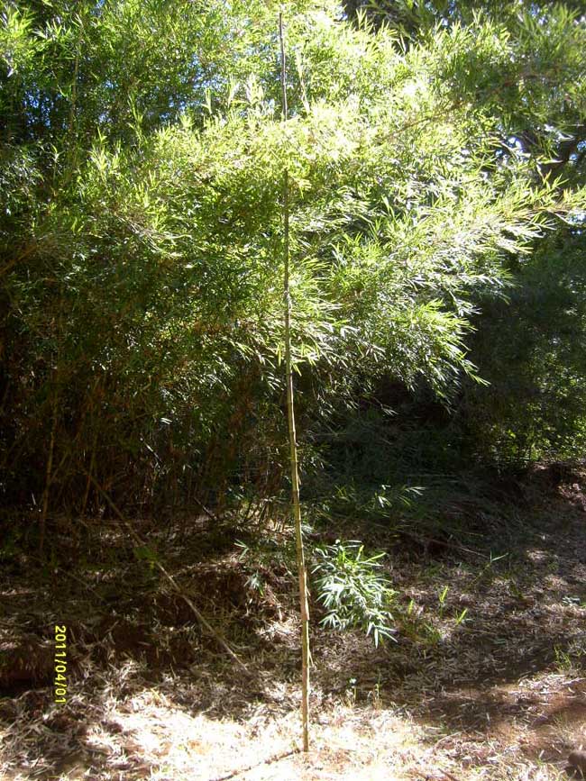 Ampliar - Más información clic aquí....