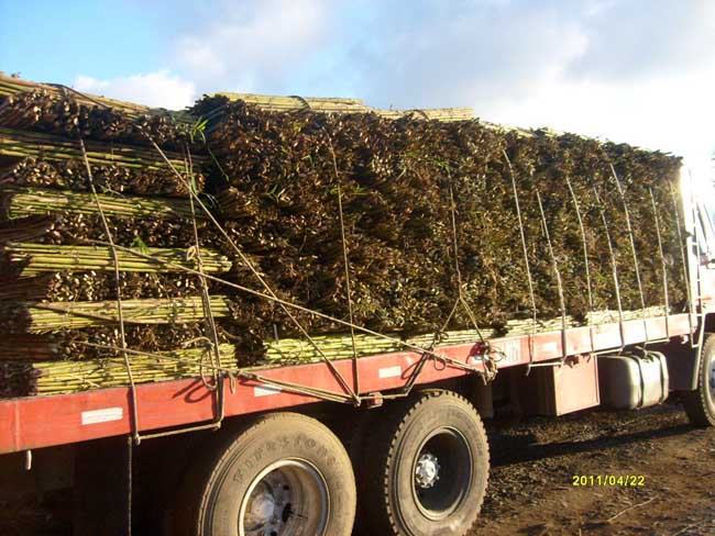 Ampliar - Más información clic aquí....